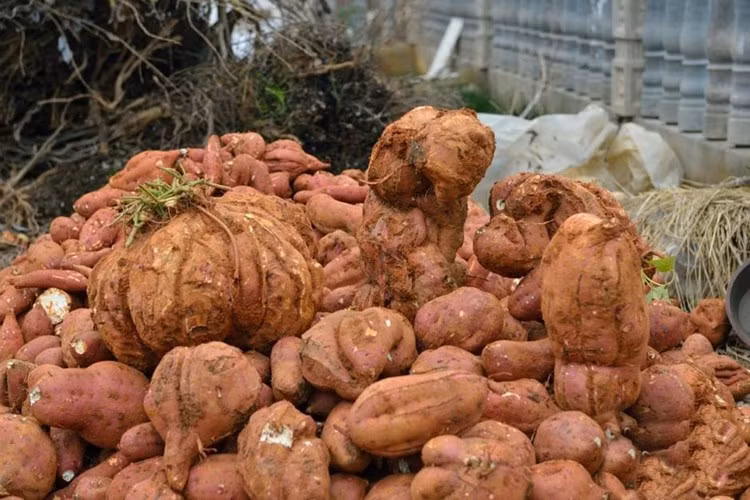 Ông Phát không rõ nguyên nhân vì sao củ khoai lang mình trồng lại siêu khủng như vậy. Ảnh: Sina.