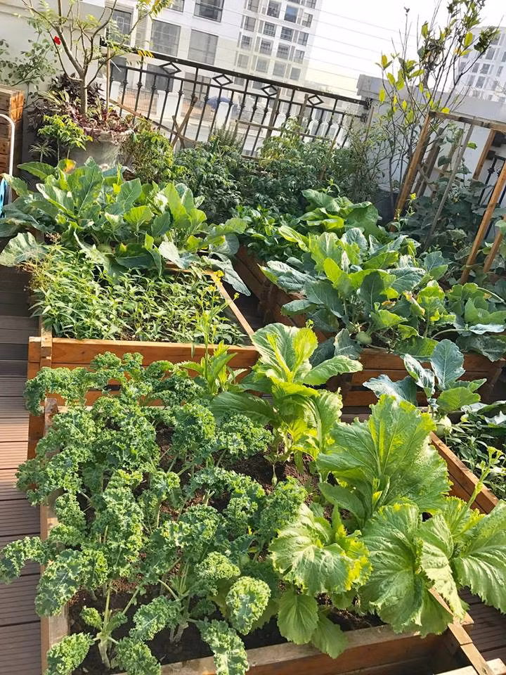 Đầy đủ các loại rau được trồng trên sân thượng.