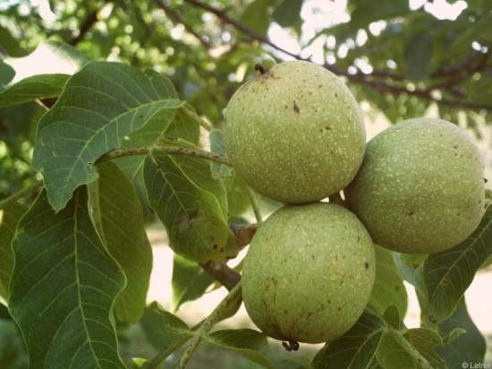 Quả óc chó có nguồn gốc ở Địa Trung Hải, được trồng ở một số vùng biên giới như Sa Pa (Lào Cai), Phó Bảng, Đồng Văn (Hà Giang), Cao Bằng...Ảnh: Blogspot.