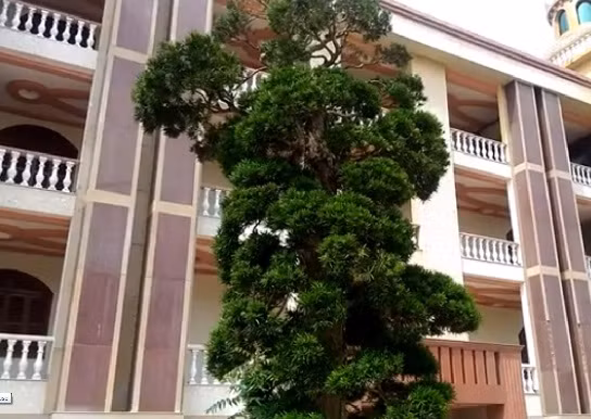 Riêng cây tùng khủng nhất này có giá tới 20 tỉ.