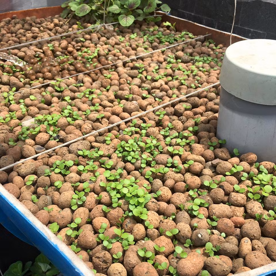 Trồng la liệt rau xanh, dưa hấu, dưa lê, dưa lưới lúc lỉu trên giàn lại thêm chăm đàn gà, nuôi cá với anh Thuyên không chỉ là niềm đam mê, thích thú mà còn vì khoảng sân thượng khá rộng rãi, anh không muốn để trống và ngày nào cũng đi mua rau ngoài chợ.