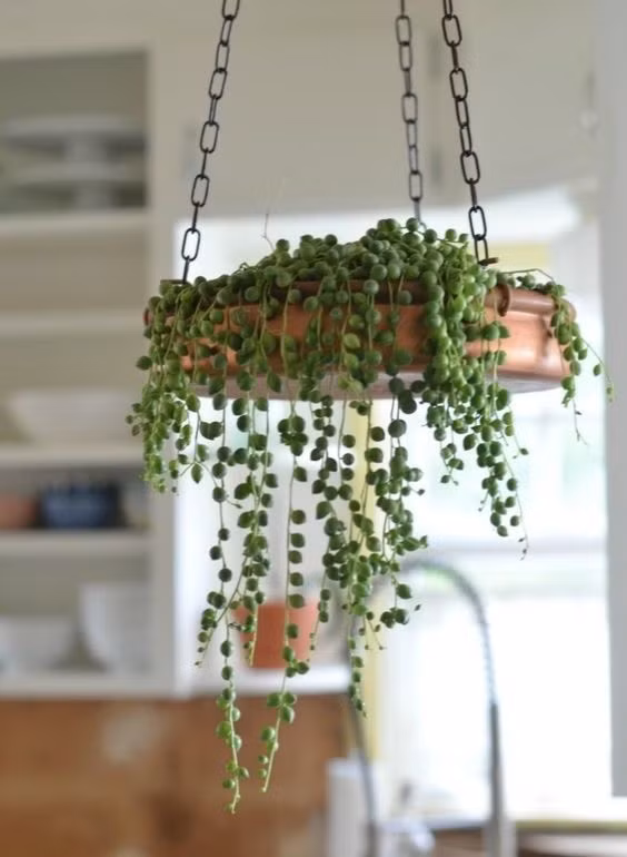 Cách tốt nhất để trồng và chăm sóc cây dây leo của bạn là kết hợp chúng với đồ nội thất trong nhà của bạn.