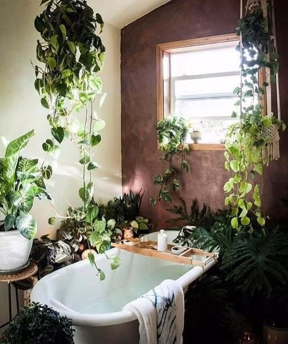 Trầu bà là loại cây thân leo rất dễ trồng, có thể phát triển trong điều kiện ánh sáng yếu. Cây có lá hình tim, màu xanh thẫm, có gân màu vàng hoặc màu kem.