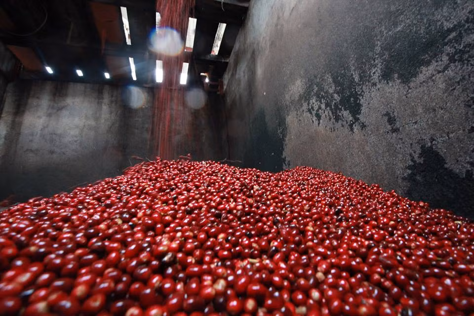 Trên thế giới chỉ có khoảng 45,5kg loại cà phê đắt đỏ này. Ảnh: Hacienda La Esmeralda
