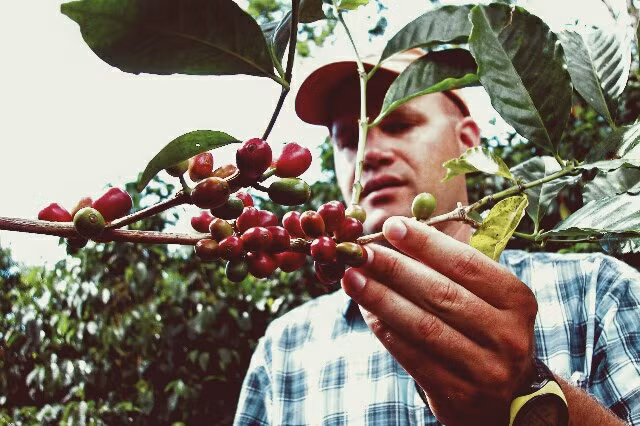 Tất cả các trang trại trồng cà phê Hacienda La Esmeralda đều được chứng nhận của Rainforest Alliance về cách trồng và chăm sóc hoàn toàn tự nhiên. Ảnh: Collaborative Coffee