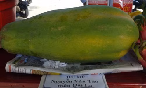 Còn đây là quả đu đủ nặng tới 7 kg của ông Nguyễn Văn Tào ở Đà Nẵng. Ảnh: Dân Việt.