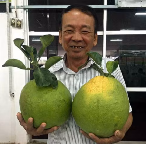 Trong khi quả bưởi thường chỉ nặng khoảng 1kg thì những trái bưởi da xanh của ông Nguyễn Văn Vàng (Cần Thơ) lại nặng tới 3-4kg. Ảnh: Dân Việt.