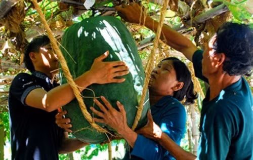 Bí đao khủng nặng tới 70kg của một người dân tại Bình Định khiến khách tham quan bất ngờ. Ảnh: Vietnamnet.