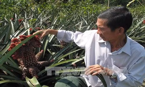 Cay canh “doc” vung Dong Thap Muoi