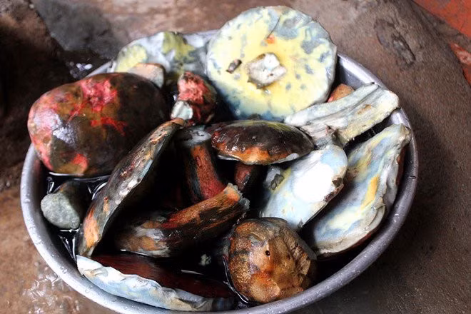Nấm gan bò cao hơn 20cm, cây to nhất nặng đến 0,5kg. Nấm màu gạch cua nhưng khi cắt sạch và ngâm muối, nấm sẽ chuyển thành màu tím. Ảnh: Zing.