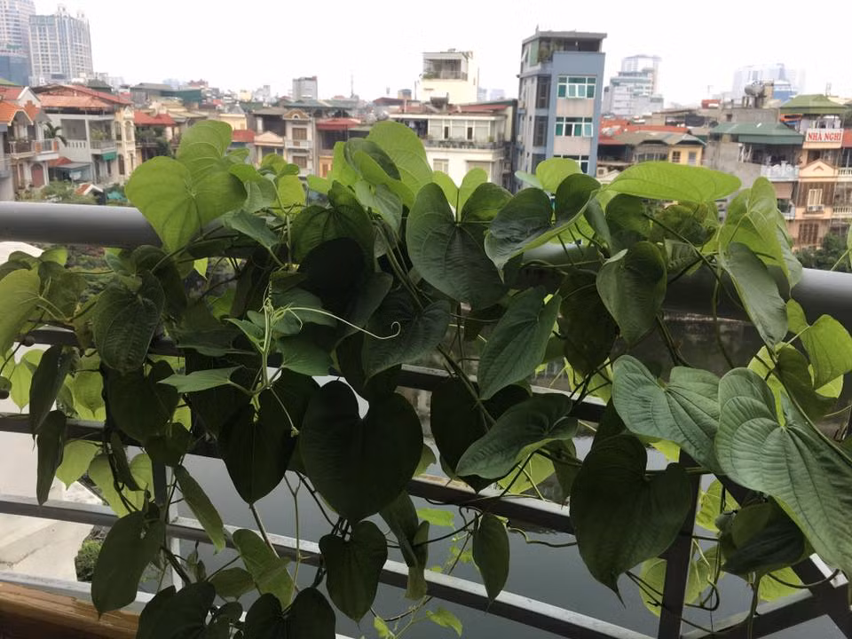 Chị Nguyễn Vân Hương, chủ của vườn cây ngoài ban công trên, cho biết chị có sở thích trồng các loại rau quả độc lạ. Giống khoai tây leo giàn này có nguồn gốc từ châu Á và châu Phi
