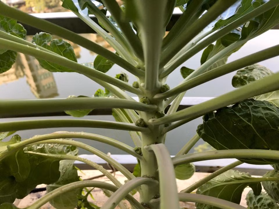 Bắp cải tí hon