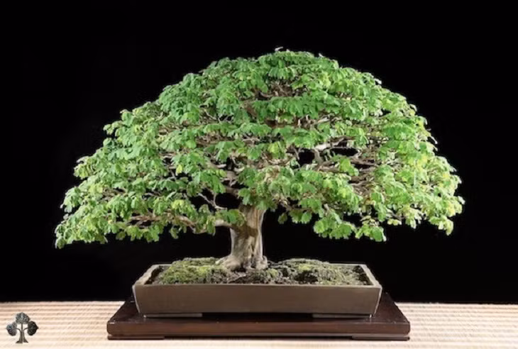 Có nguồn gốc ở Nam Và Trung Mỹ, chậu bonsai này được trồng từ cành nhỏ. Sau 12 năm chăm sóc, nó trở thành một trong những cây bonsai đẹp nhất thế giới.