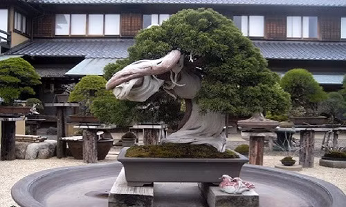 Cây bonsai hơn 800 tuổi này nằm trong top những cây bonsai đắt nhất thế giới là tác phẩm của một nghệ nhân người Nhật Bản.