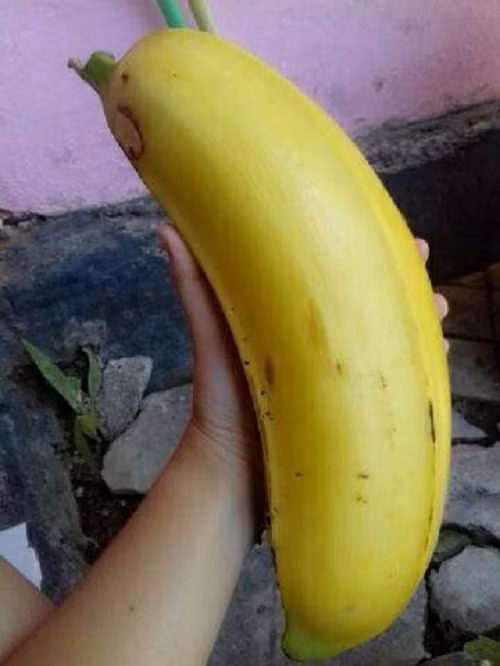 Quả chuối chín dài khoảng 18cm và rộng khoảng 5-6cm. Ảnh: Tudosobreplantas.