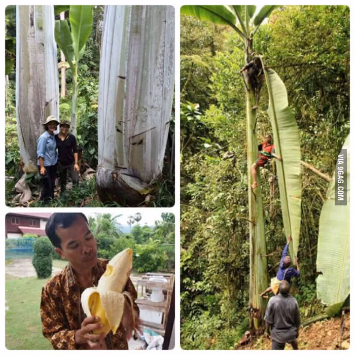 Được mệnh danh là giống chuối to nhất thế giới, chuối Musa Ingens là loài đặc biệt ở Papua New Guinea. Giống chuối kỳ lạ này không phải đột biến gen hay lạm dụng thuốc tăng trọng. Ảnh: 9Gag.
