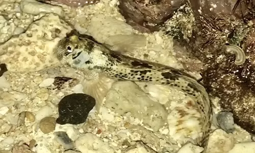 Những ai từng đến gành đá và san hô vùng biển gần bờ ở Quảng Ngãi đều sẽ thấy cá thòi lòi. Điều đáng ngại nhiên là không nhiều người biết loài cá này được ngư dân xem là đặc sản vì thịt rất thơm ngon và dai.