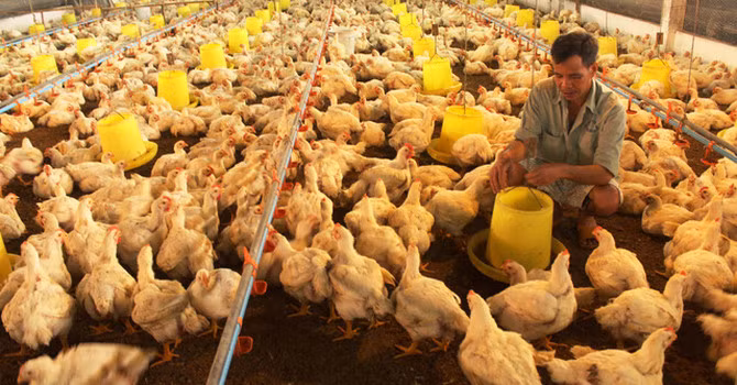 Với mức giá này, nhiều chủ trang trại đang đứng trước nguy cơ thua lỗ. Ảnh: Bizlive.