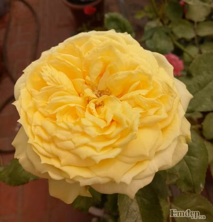 Hoa hồng Catanina Rose.