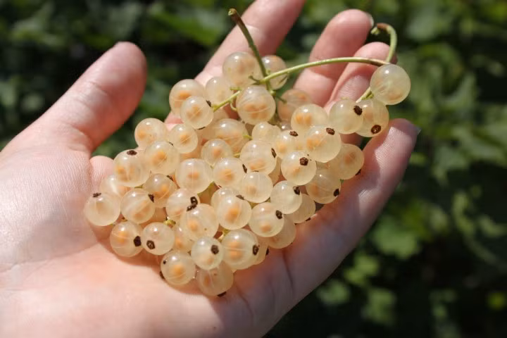 Lý chua là cây bụi rụng lá, thường cao khoảng 1-1,5 m. Loại quả này có 4 màu chính là đỏ, đen, hồng, trắng. Quả mọc theo chùm với trái căng mọng.Chúng có hàm lượng vitamin A và vitamin C cao, không chất béo, lượng calo thấp, tốt cho sức đề kháng và hệ tiêu hoá.