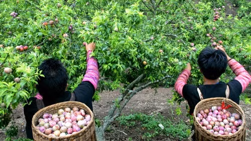 Vào mùa thu hoạch, chủ vườn đeo gùi trên lưng, hái từng quả chín mọng đem về cho thương lái. Ảnh: Dulichbien.