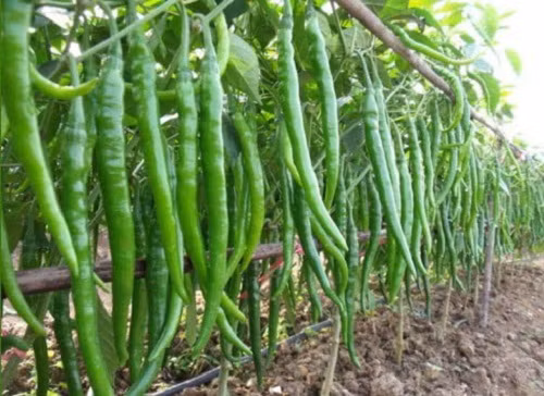 Vị cay của ớt đậu đũa thích hợp để làm những món ăn cay nồng. Ớt có thể dùng sống hoặc phơi khô thành bột. Ưu điểm của loại ớt này là năng suất cao, thời gian thu hoạch dài. Ảnh: Khám phá.