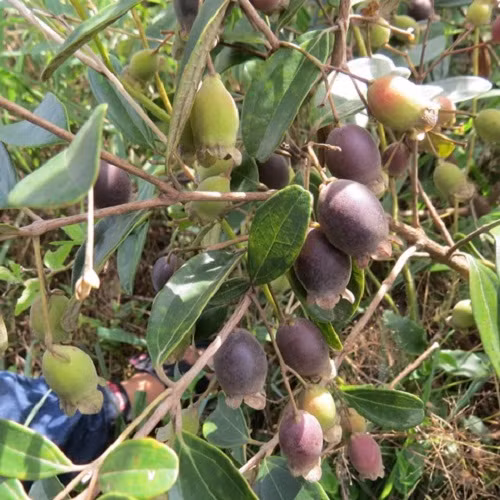 Bi goi la “dien” khi trong sim dai, dau vu da thu 20 trieu/ngay-Hinh-2