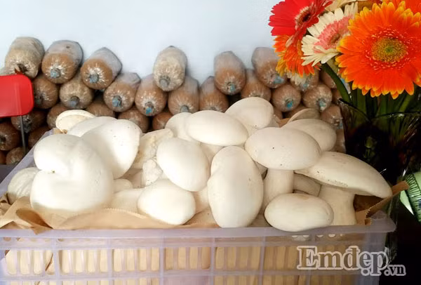 Bạn chỉ cần 2-3 bịch phôi nấm là có nấm sạch ăn trong 2-3 tuần rồi.