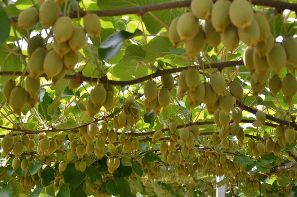 Kiwi sai trĩu cành. Nguồn ảnh: Printest.