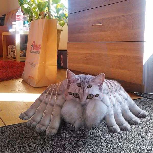 Chú mèo ngộ nghĩnh với 6 mắt, 8 chân. Ảnh: Reddit.