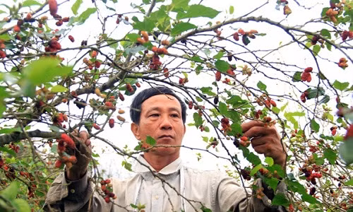  Vườn dâu tằm của ông Trần Văn Quốc (59 tuổi, thôn Tân Phú, Cam Thành, Cam Lộ, Quảng Trị) nằm trên triền dốc đất đỏ ba zan màu mỡ. 2.000 gốc dâu tằm cao quá đầu người của ông Quốc mỗi năm thu hái được 6 tấn quả, bán khoảng 300 triệu đồng, tính bình quân 50.000 đồng/kg quả tươi.