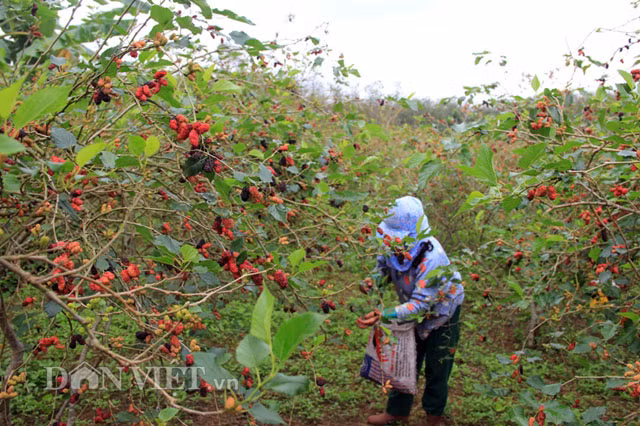 Mãi đến năm 2008, ông thấy quả dâu trong vườn khá nhiều nên hái ngâm rượu. Không ngờ, rượu rất ngon và được mọi người tấm tắc khen.