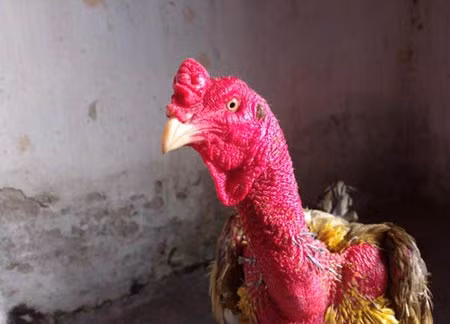 Bo chien ke tru danh dat Bac, nghe ten da hai-Hinh-2
