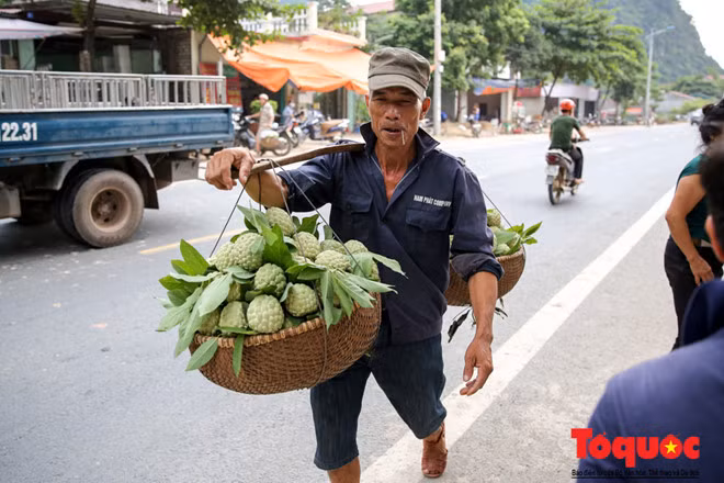 Ngay từ sáng sớm nhiều chủ vườn đã để thu hoạch những đợt quả đầu tiên đem ra chợ.