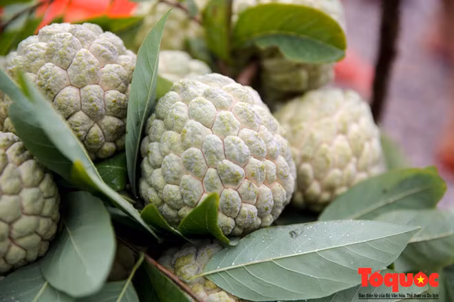 Với đặc thù canh tác của địa phương là đất xen núi đá đã tạo ra giống na Chi Lăng trứ danh vỏ mỏng, ít hạt, thịt dày, vị ngọt đậm, mùi thơm vô cùng hấp dẫn.