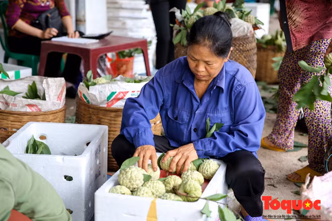 Những quả na Chi Lăng được nuôi trồng tự nhiên và cũng được bảo quản vô cùng đơn giản, không cần bất kì một loại hóa chất nào, chỉ cần xếp gọn vào thùng xốp bọc thêm vài tờ báo là đã có một thùng na đầy đặn đến tay khách hàng.