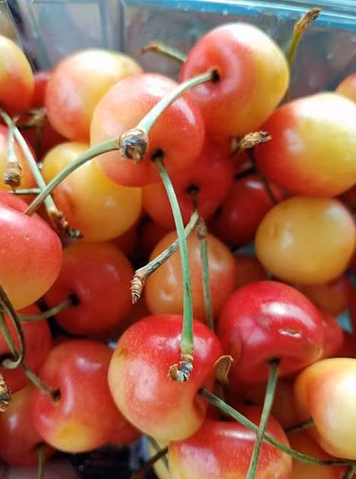 Nhiều người còn ví mùi thơm của cherry hoàng gia nồng thắm như mùi nước hoa. Ảnh: Facebook.