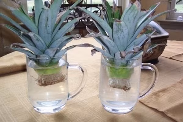 Mặc dù bạn thấy rằng những chiếc lá của nó thật vô dụng nhưng nếu giữ lại chiếc lá này và ngâm vào nước khoảng ba tuần, bạn sẽ thấy rễ cây sẽ mọc ra. Đem rễ cây đó vùi xuống đất và chờ đợi sau vài tháng bạn sẽ có cây dứa mới.