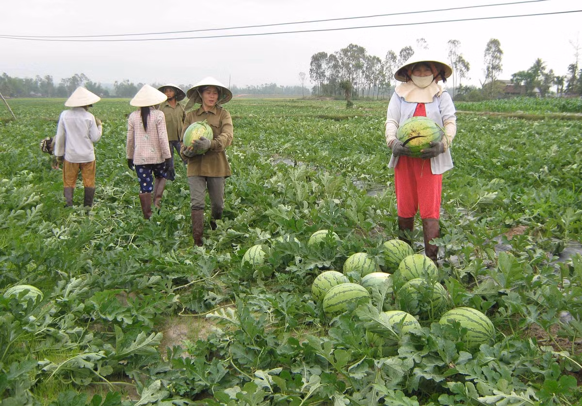 Cánh đồng dưa hấu bạt ngàn, chín rũ nhưng thu hoạch xong, người dân không biết đổ đi đâu. Ảnh: Báo Quảng Ngãi.