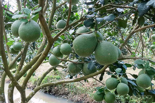 Phuc lan: Xay duoc “biet phu” tu trong buoi da xanh-Hinh-4