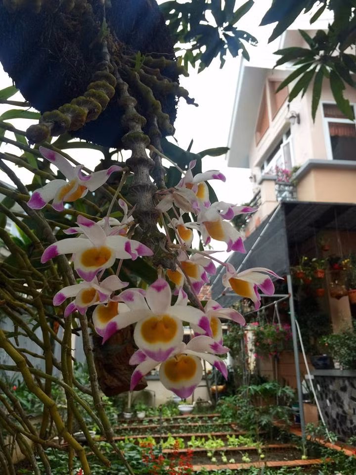 Mẹ của Bích Phương - cô Nguyễn Thị Hương chính là bàn tay khéo léo chăm sóc và vun trồng từng bông hoa trong không gian sống của gia đình.