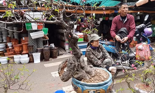  Cây đào độc đáo có tuổi đời hàng chục năm, có nguyên một bên thân đang lũa, chỉ còn lại phần vỏ nhưng vẫn bám chắc chắn ở phần gốc chính.