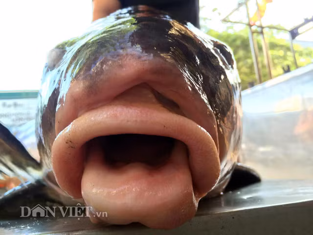 Vừa đặt chân về tới Hà Nội, đã có không ít những vị thượng đế sẵn sàng chi hàng triệu đồng để ngồi vào bàn tiệc thưởng thức ngay khi cá sọc dưa này.
