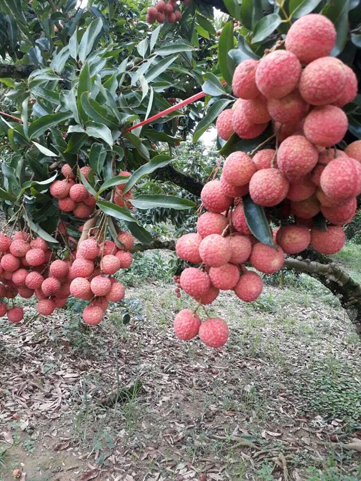 Ca huyen mat mua, “phu thuy” van bat vai ra qua luc liu-Hinh-3