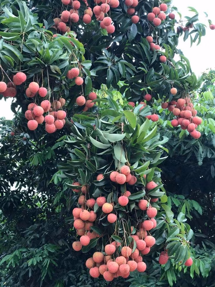 Ca huyen mat mua, “phu thuy” van bat vai ra qua luc liu-Hinh-4