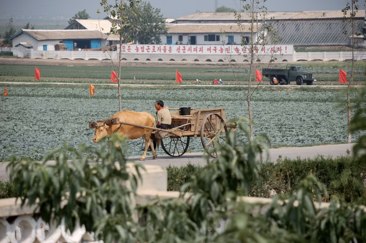 Xe ngựa không phải là hình ảnh hiếm gặp ở đất nước Triều Tiên. Ảnh: Wiki.