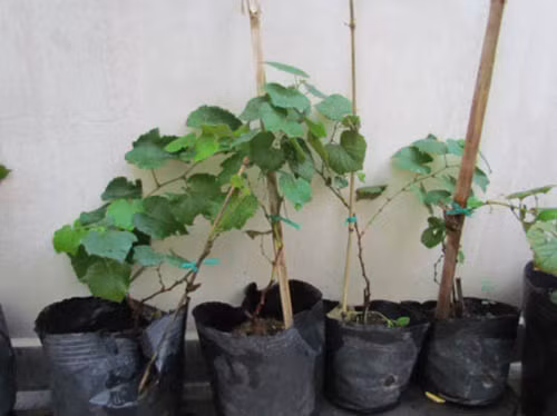 Trước khi trồng nho, nên bón phân hữu cơ cho đất. Nhẹ nhàng bỏ bao nilon bầu cây giống (tránh đụng chạm tới rễ), đào hố và đặt cây xuống. Lấp đất vào xung quanh gốc, trồng xong tưới thật đẫm nước. Ảnh: KH&amp;PT.