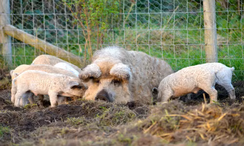 Lợn Mangalitsa là một trong những động vật kỳ lạ được phát hiện vào giữa thế kỉ 19. Dù là thuộc giống lợn nhưng chúng mang bộ lông giống cừu và rất thông minh.