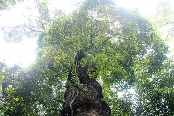 “Mo vang” lo thien: Canh rung nghien, trai co thu nghin nam tuoi-Hinh-3