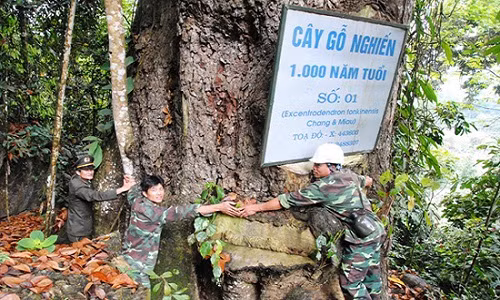 “Mo vang” lo thien: Canh rung nghien, trai co thu nghin nam tuoi-Hinh-2